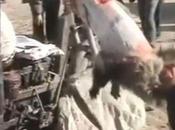 Skinned Alive Make Fake Uggs: Horrific Footage Reveals Slow, Sickening Deaths Raccoon Dogs