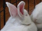 Rescued Rabbits Finally Step Outside After Life Spent Cages