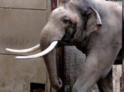 Rampaging Elephant Smashes House, Then Rescues Crying Baby