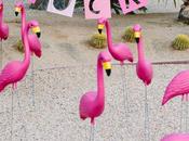 "You've Been Flocked" Prank April Fools