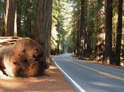 Injunction Sought Halt Unnecessary Caltrans Highway-widening Project Remote Northwest California