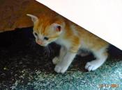 Adorable Kittens Anand