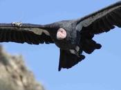 Endangered Condor Released into