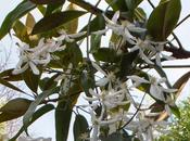 Favourite Plant Week Clematis Armandii