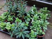 Plant Perennial Starter Plants