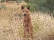 Australia Should Enlist Dingoes Control Invasive Species