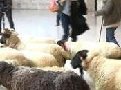 Sheep Storm Paris’ Louvre Farmers Protest