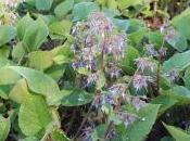 Trachystemon Orientalis