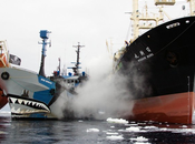 Whales Have Won! Rules Japan’s Southern Ocean Whaling ‘Not Scientific Research’