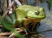 Save Aquatic Wildlife from Invasive Species