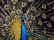 Peacock Pictures