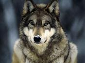 Wolf Pictures