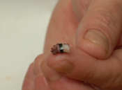 World’s Tiniest Sushi Single Rice Grain