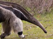 Anteaters Pictures