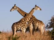 Giraffes Pictures