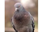 Study Finds Pigeons Other Animals Place Everyday Things Categories Like Humans