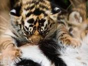 Interpol Urges Joint Action Stop Tiger Trade