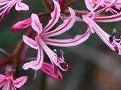 Help Give Renosterveld Home Africa Geographic Magazine Blog