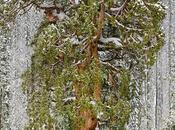 Photographing President