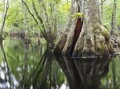 Spectra Seeks Approval Send Pipeline into Southern Swamps