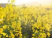 Rabbanut Says Canola Kitniyot