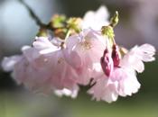Garden Jobs With Spring Blossom