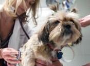 From Dogs, Answers About Breast Cancer