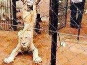 CANNED HUNTING: South Africa’s SHAME