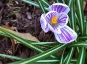Beautiful Spring Garden