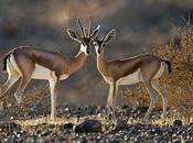 Fact Attack: Endangered Species Dorcas Gazelle