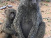 JOURNEY KENYA. Living with Baboons.