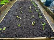 Planting Lettuce Seedlings
