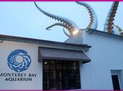 Tentacles: Octopuses, Squids, Cuttlefishes Monterey Aquarium! #Tentacles