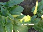 Arum Creticum