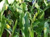 Erythronium Tuolumnense