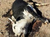 Video! FEDS Terror Rampage Kills Cattle Leaves #BundyRanch Trail Destruction