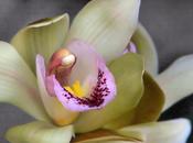 Care Cymbidium Orchid