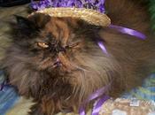 World’s Best Images Cats Wearing Easter Bonnets