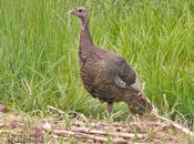 Tennessee Turkey Hunter Shot Son-in-law Charges Ruled Accident