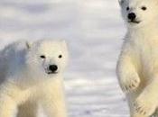 Fact Attack: Endangered Species Polar Bear