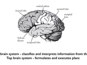 Brain, Bottom Brain User's Manual from Kosslyn Miller