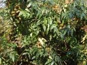 Mahonia Napaulensis