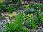 Project Update: Rain Garden, Year Later