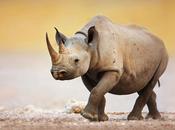 Report Highlights Depth African Poaching Crisis