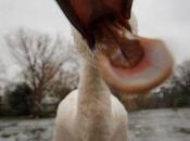 Another Case Loser Pays