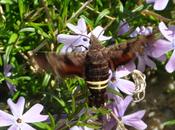 What's That Thrift (Aka Creeping Phlox)?