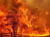 Bush Fires Australia Elephantine Solution
