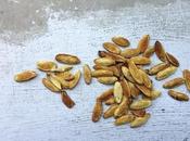 Pumpkin Seeds