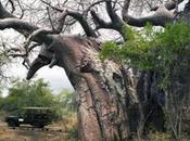 Creation: Oldest Living Things