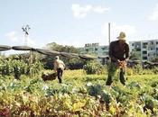 Havana: World Capital Urban Farming?